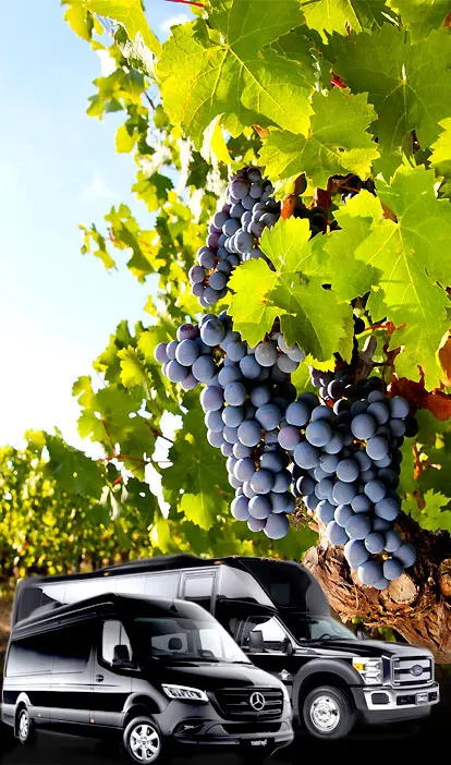 napa sonoma chauffeured wine tours